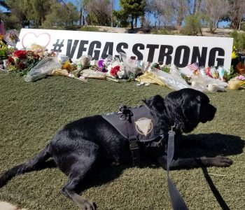 20171009 110737 (Medium)