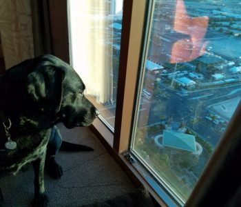 20171010 065556 (Medium)