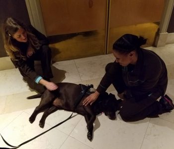 20171010 150536 (Medium)