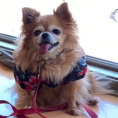 Cc Inmemory Gigi Topaz Upscale 4x