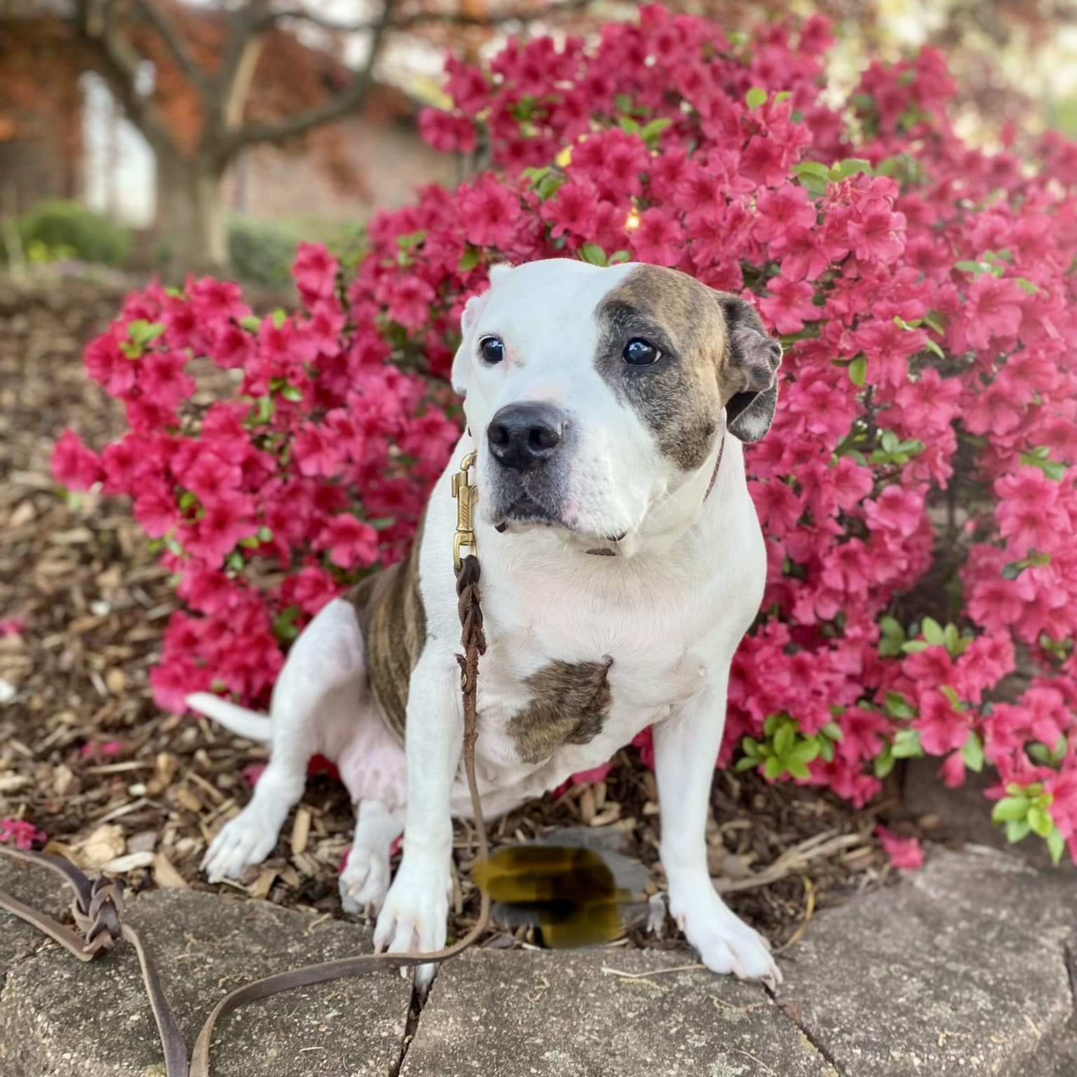 In Memory Allie Beth